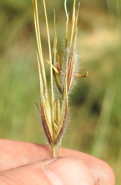 Tristachya biseriata, photographed by Matthew Fainman