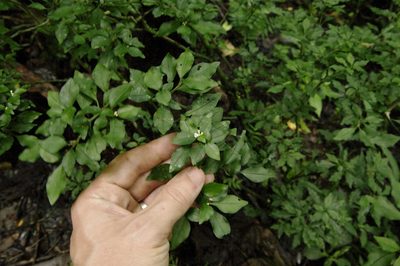 Psychotria parvifolia, photographed by Eric Knight