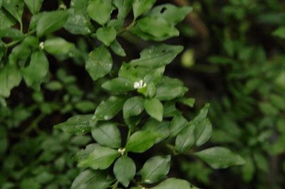 Psychotria parvifolia, photographed by Eric Knight