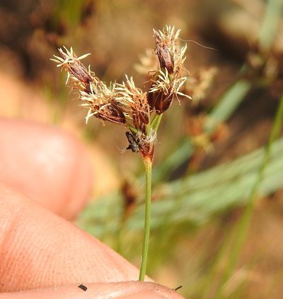 Bulbostylis burchellii, photographed by Matthew Fainman