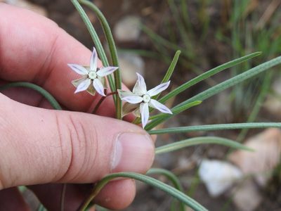 Asclepias stellifera, photographed by Matthew Fainman