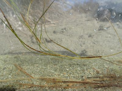 Ruppia cirrhosa, photographed by Julien Renoult