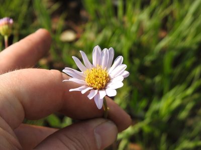 Afroaster serrulatus, photographed by Matthew Fainman