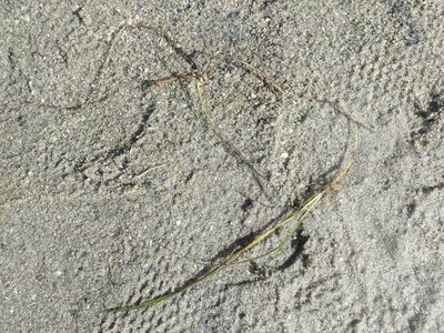 Ruppia cirrhosa, photographed by Julien Renoult