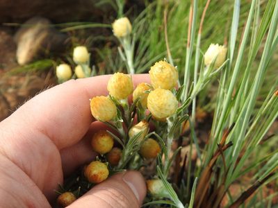Helichrysum chionosphaerum, photographed by Matthew Fainman