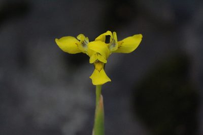 Moraea huttonii, photographed by Noeleen du Toit