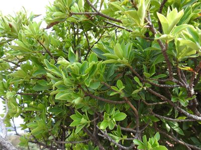Strychnos pungens, photographed by Matthew Fainman