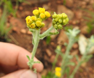 Nidorella hottentotica, photographed by Matthew Fainman