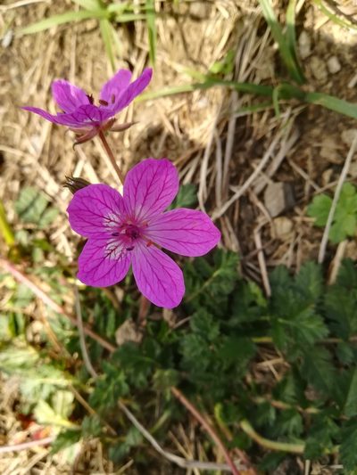 Erodium manescavi, photographed by Guillaume Delaitre