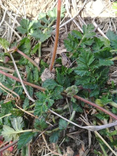 Erodium manescavi, photographed by Guillaume Delaitre