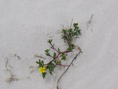 Senecio maritimus, photographed by Jeremy Gilmore