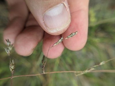 Triplasis purpurea, photographed by Cleveland Powell