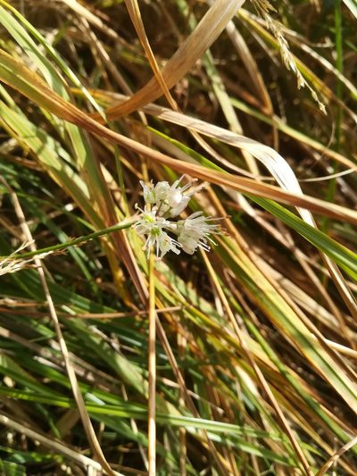 Allium ericetorum, photographed by Guillaume Delaitre