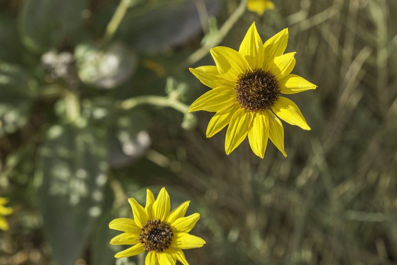 Helianthus paradoxus, photographed by Craig Martin