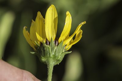 Helianthus paradoxus, photographed by Craig Martin