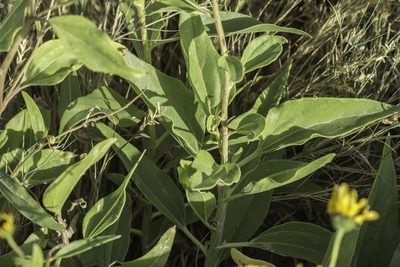 Helianthus paradoxus, photographed by Craig Martin