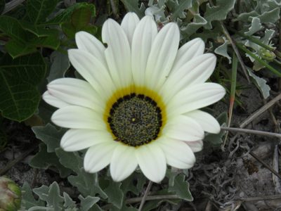 Arctotis stoechadifolia, photographed by Jeremy Gilmore