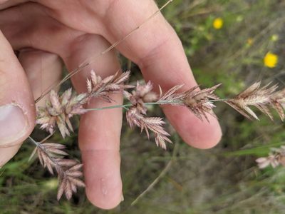 Eragrostis secundiflora, photographed by Cleveland Powell