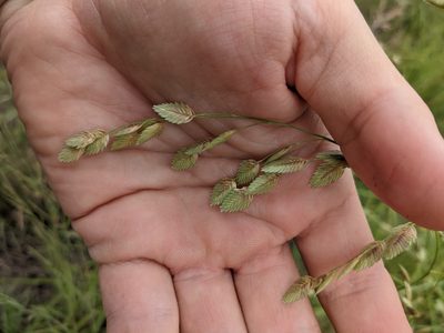 Eragrostis superba, photographed by Cleveland Powell