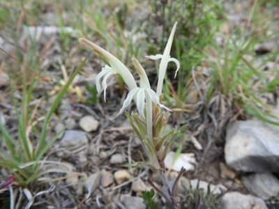 Castilleja mexicana, photographed by Leticia Jiménez Hernández