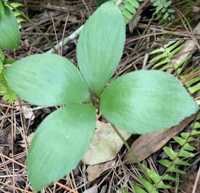 Zamia furfuracea, photographed by mark-groeneveld