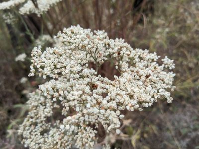 Eriogonum annuum, photographed by Cleveland Powell