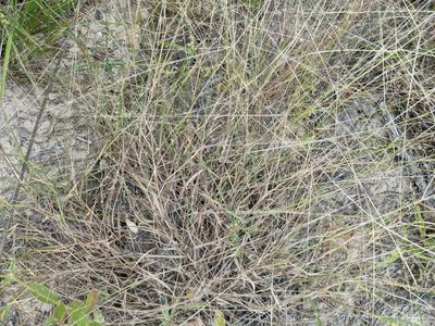 Digitaria pubiflora, photographed by Cleveland Powell