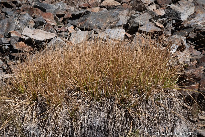 Carex congdonii, photographed by Tim Messick