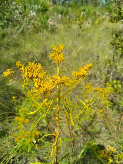 Flaveria floridana, photographed by Scott Ward