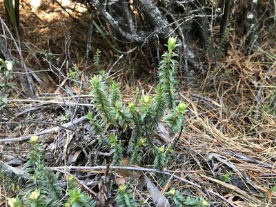 Pimelea pseudolyallii, photographed by Pieter Pelser