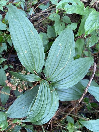 Maianthemum flexuosum, photographed by Grete Pasch
