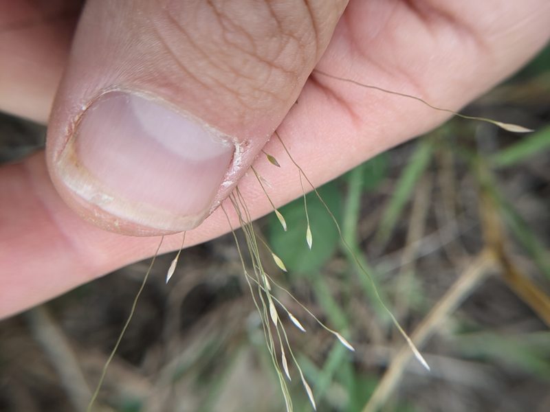 Digitaria cognata, photographed by Cleveland Powell