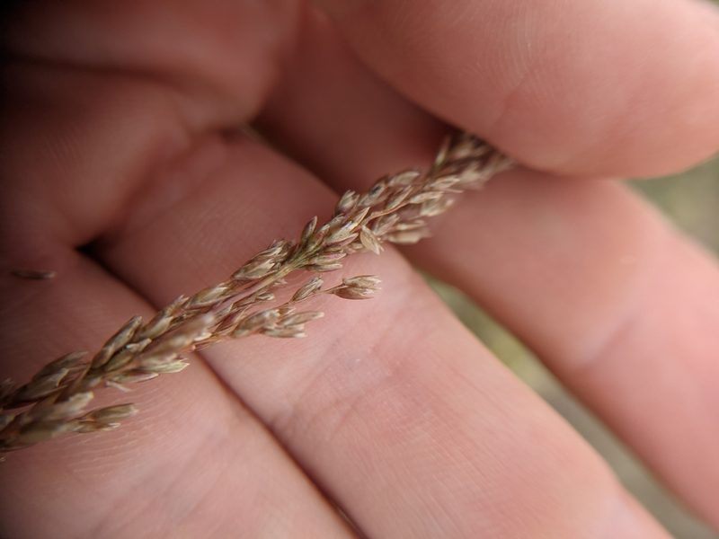 Sporobolus purpurascens, photographed by Cleveland Powell