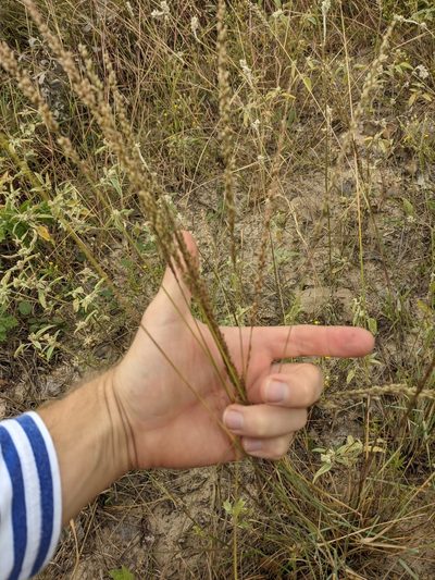 Sporobolus purpurascens, photographed by Cleveland Powell