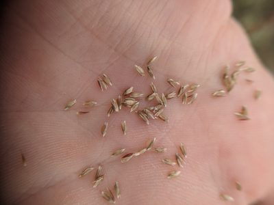 Sporobolus purpurascens, photographed by Cleveland Powell