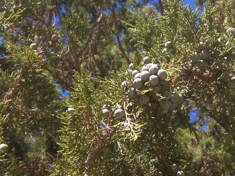 Juniperus thurifera, photographed by Santiago Martín-Bravo