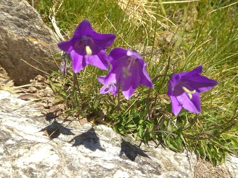 Campanula herminii, photographed by Santiago Martín-Bravo