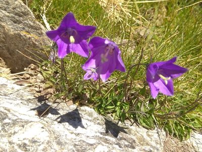 Campanula herminii, photographed by Santiago Martín-Bravo