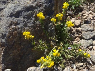 Linaria saxatilis, photographed by Santiago Martín-Bravo