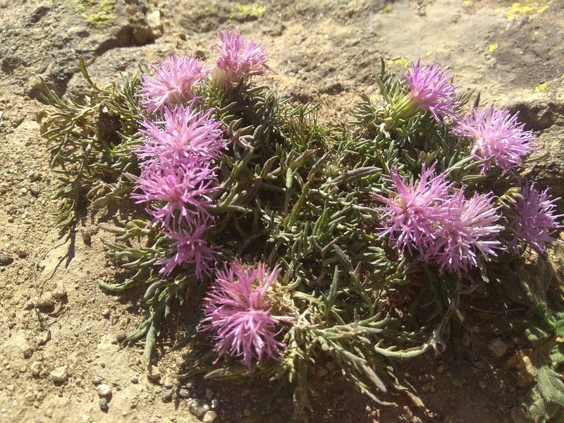 Jurinea humilis, photographed by Santiago Martín-Bravo