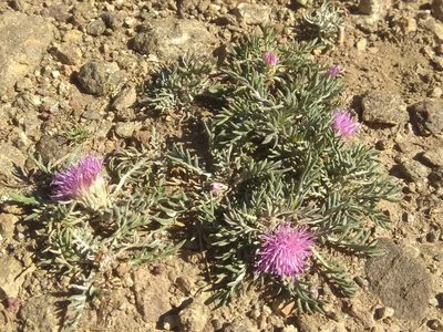 Jurinea humilis, photographed by Santiago Martín-Bravo