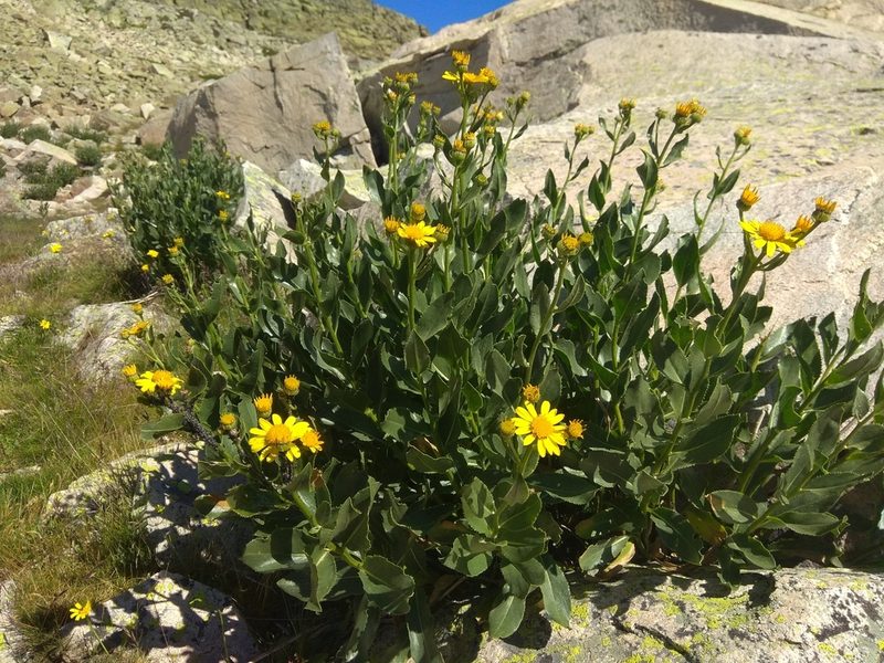 Senecio pyrenaicus, photographed by Santiago Martín-Bravo