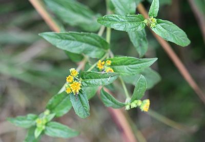 Perymenium ghiesbreghtii, photographed by Neptalí Ramírez Marcial