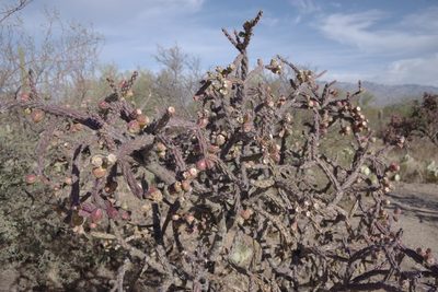 Cylindropuntia arbuscula, photographed by Dan Killam