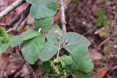 Desmodium molliculum, photographed by Neptalí Ramírez Marcial