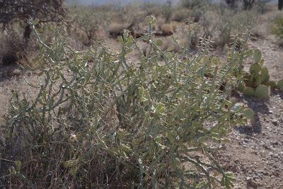 Cylindropuntia arbuscula, photographed by Dan Killam