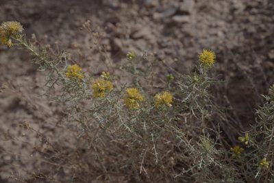 Isocoma tenuisecta, photographed by Dan Killam