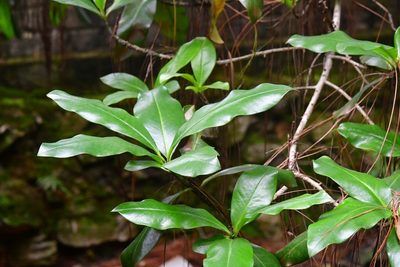 Myrsine juergensenii, photographed by Neptalí Ramírez Marcial