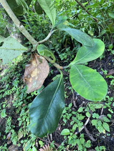 Clusia salvinii, photographed by Grete Pasch