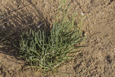 Nerisyrenia linearifolia, photographed by Craig Martin